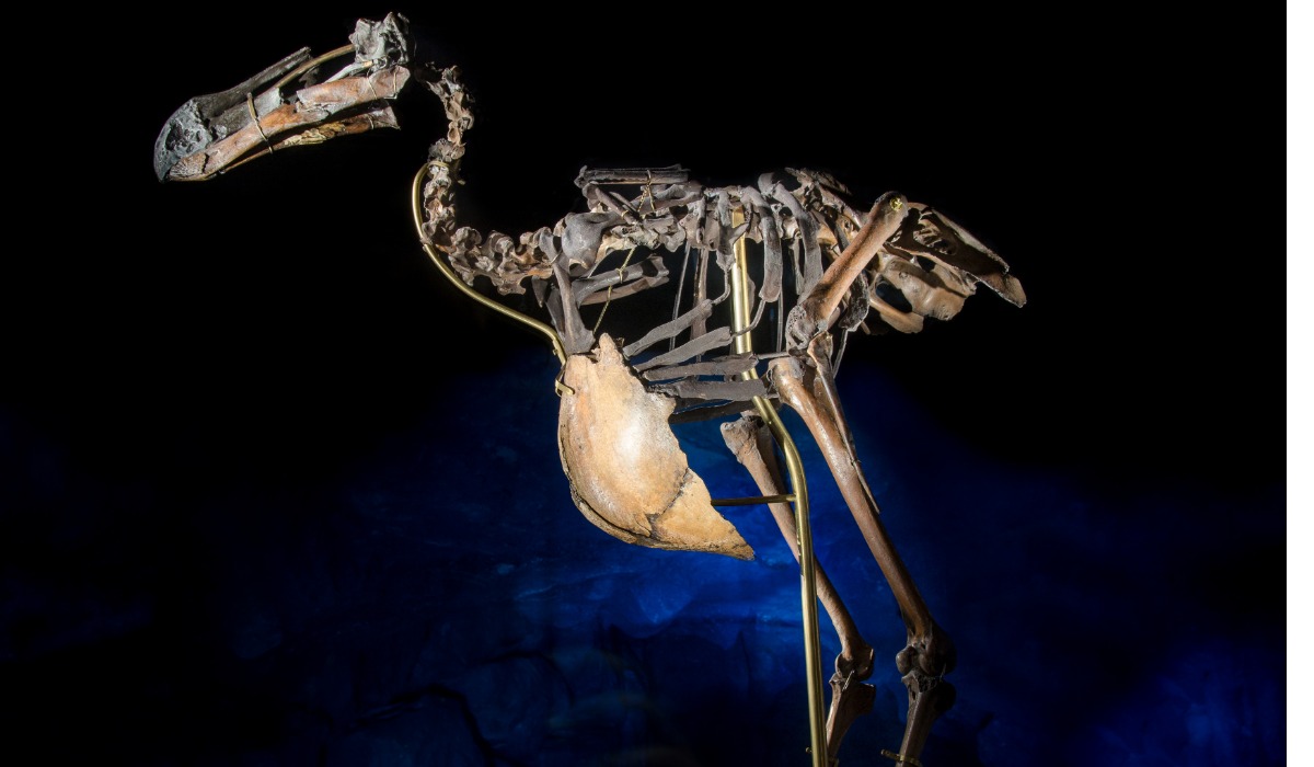 El dodo fue objeto de caza indiscriminada por parte de los humanos hasta su extinción.