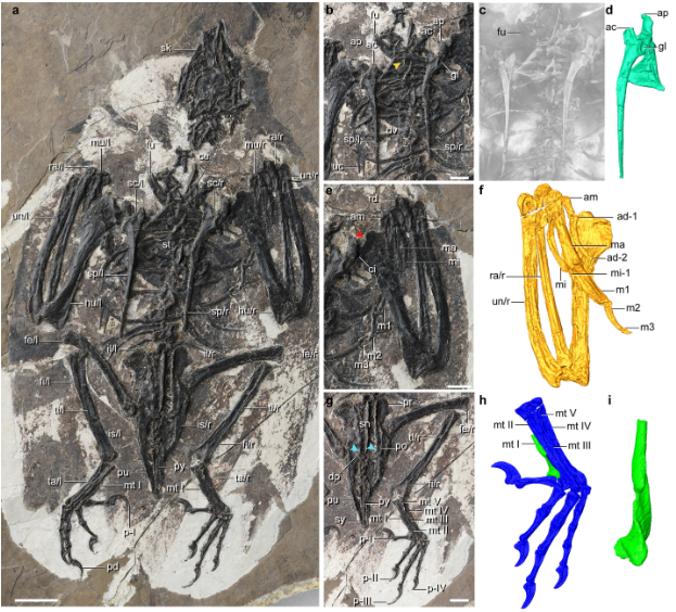 El Cratonavis zhui se sitúa entre el Archaeopteryx y el Ornithothoraces.