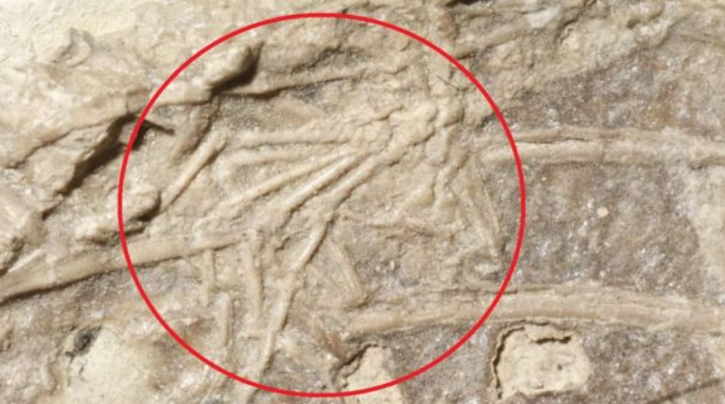 El fósil hallado por los paleontólogos.
