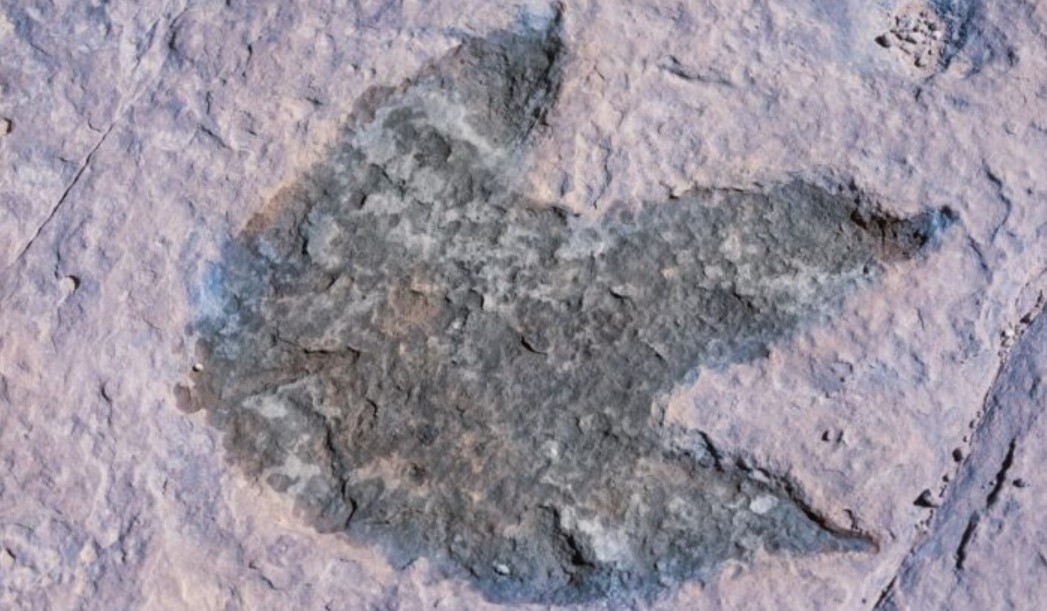 Los titanosaurios más grandes y conocidos se han descubierto principalmente en la región que hoy conocemos como la Patagonia