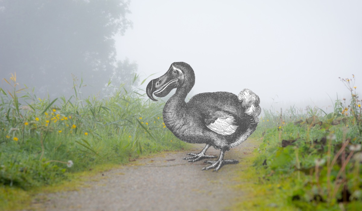 Ilustración clásica del extinto pájaro dodo sobre un fondo real.