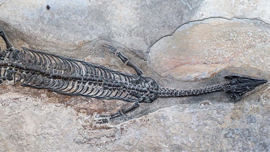 Restos fósiles del Luopingosaurus imparilis.