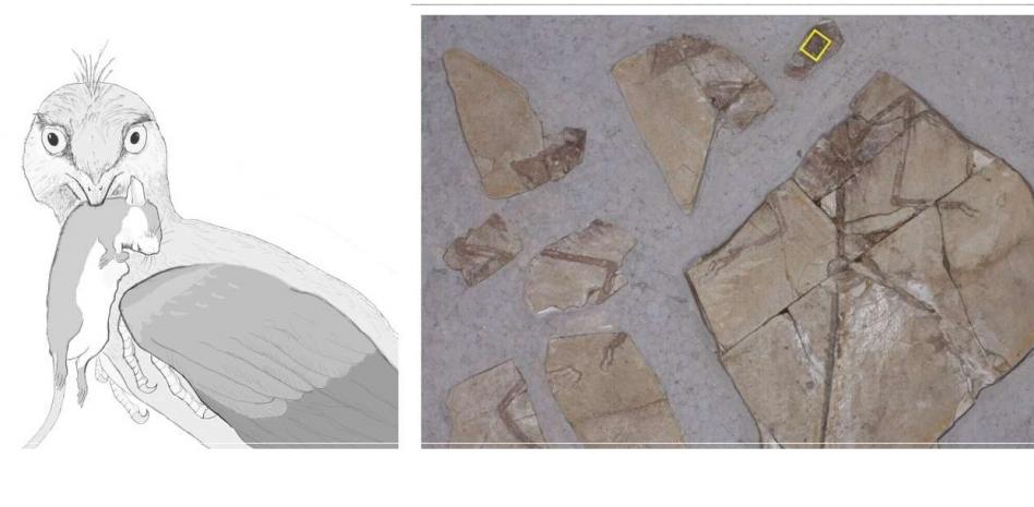 Fósil de micro-raptor (detalle).
