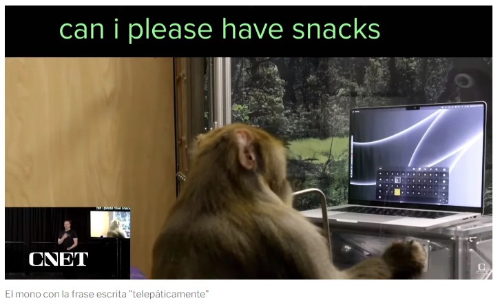 Un mono pide gentilmente fruta (captura de pantalla).