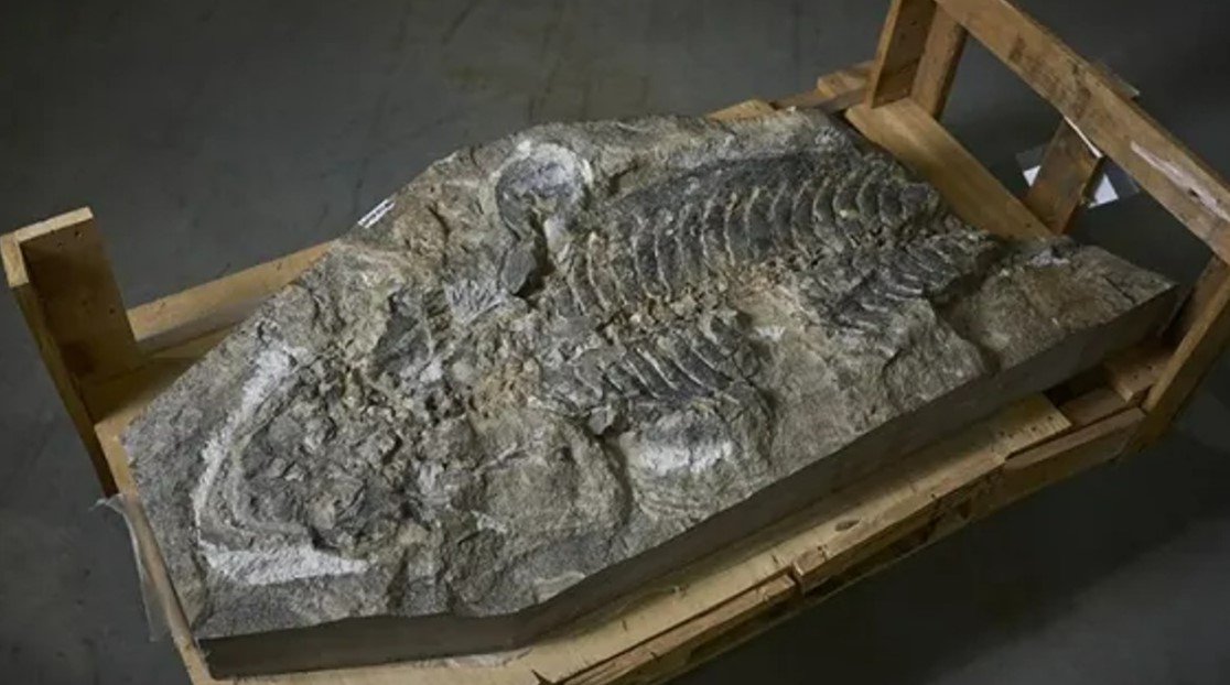 Restos fosiles de Arenaerpeton Supinatus.