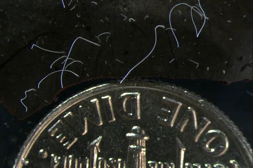 Bacterias Thiomargarita magnifica en contraste con una moneda de 10 centavos de dólar.