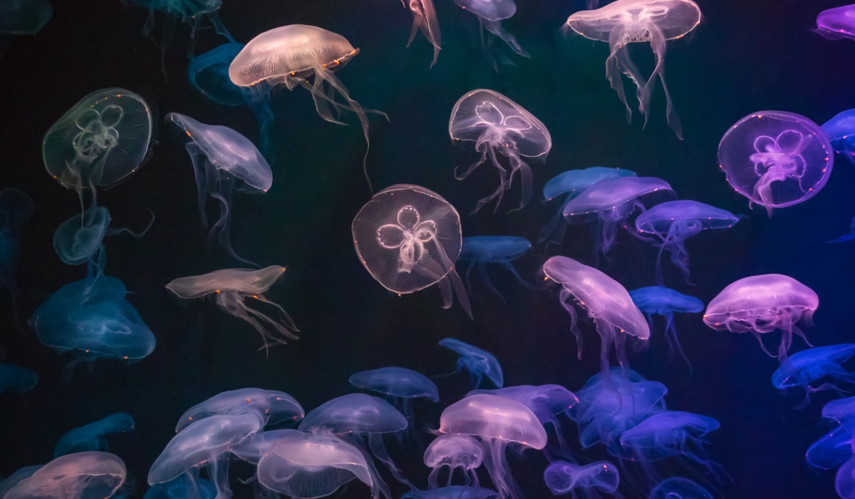 La bioluminiscencia está presente en el 76 por ciento de las especies marinas.