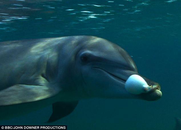 Descubren que los delfines se drogan recreacionalmente-0