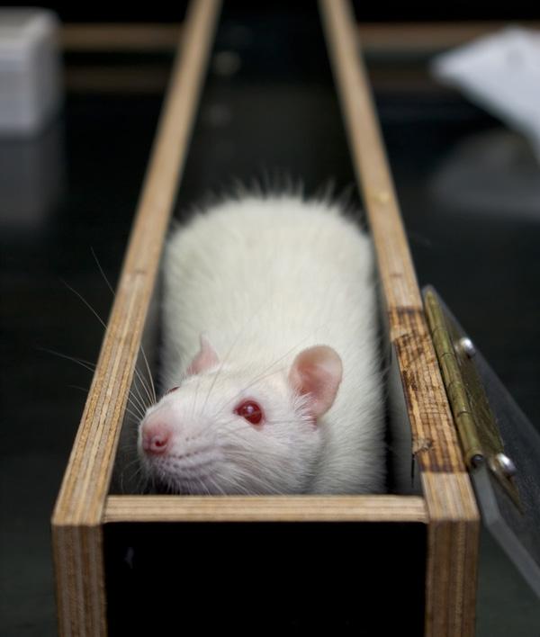 Carrera hacia el súper-humano: logran implantar sentidos extrasensoriales en ratas de laboratorio-0