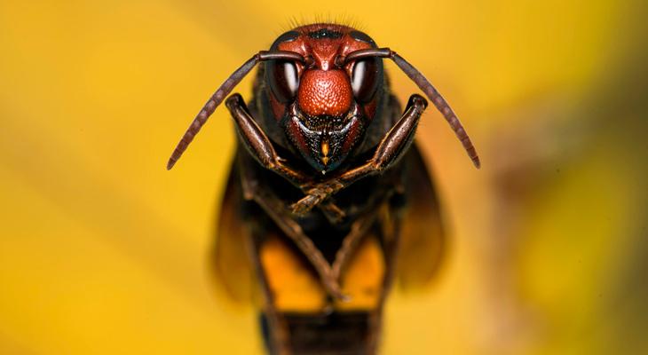 Alerta en América por la llegada de un insecto letal-0