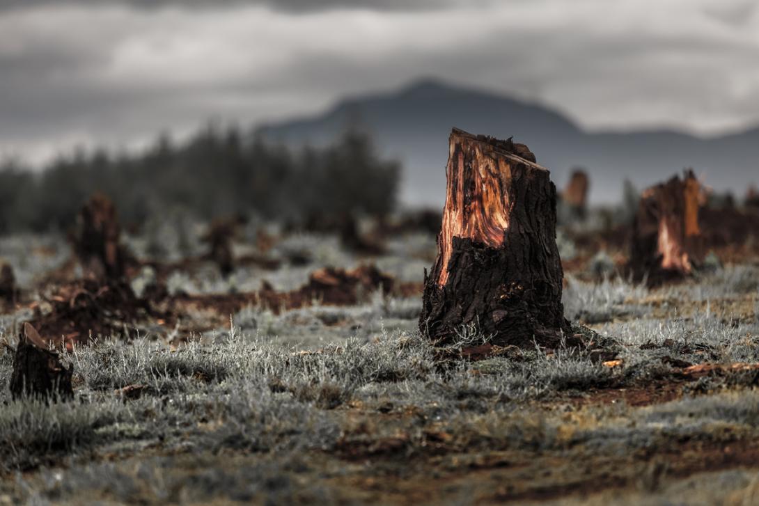 Crisis climática: el bosque de la “Bella Durmiente” está muriendo-0