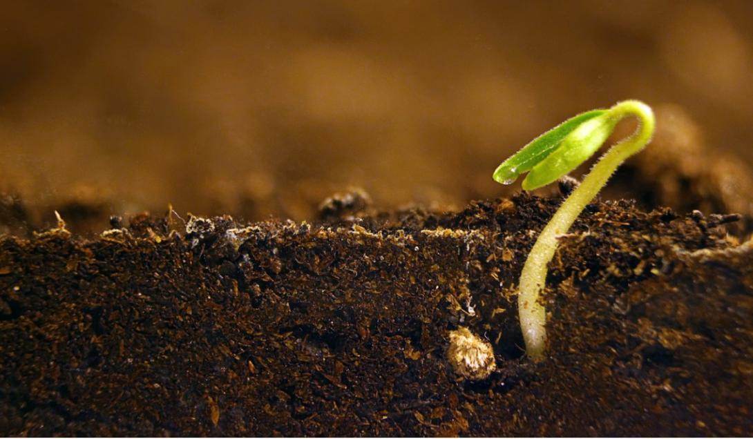 Plantan semillas de 2 mil años de antigüedad: este es el resultado-0