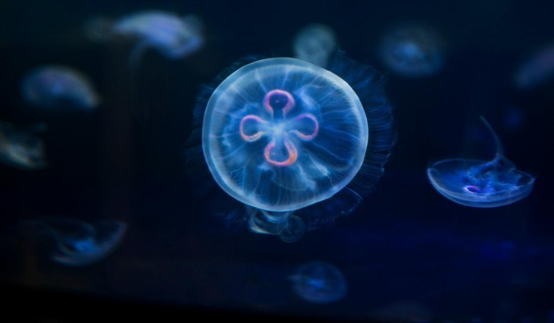 Científicos secuencian el genoma de una medusa inmortal-0