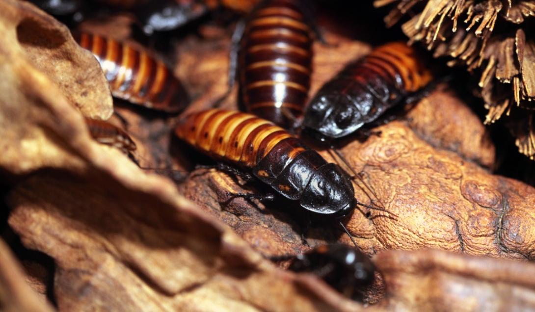 Descubren una cucaracha carnívora que se creía extinta desde 1930-0