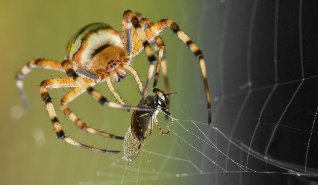Las arañas están evolucionando y son cada vez más inteligentes-0