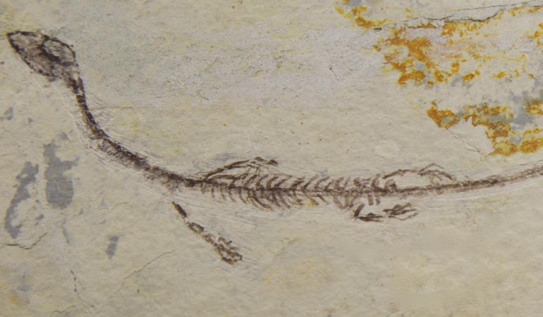 Hallan una criatura marina desconocida que vivió hace 244 millones de años (FOTOS)-0