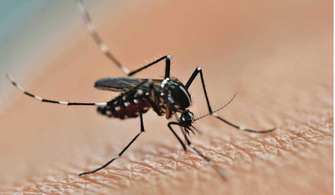 Impensado: usan mosquitos modificados para administrar vacunas-0
